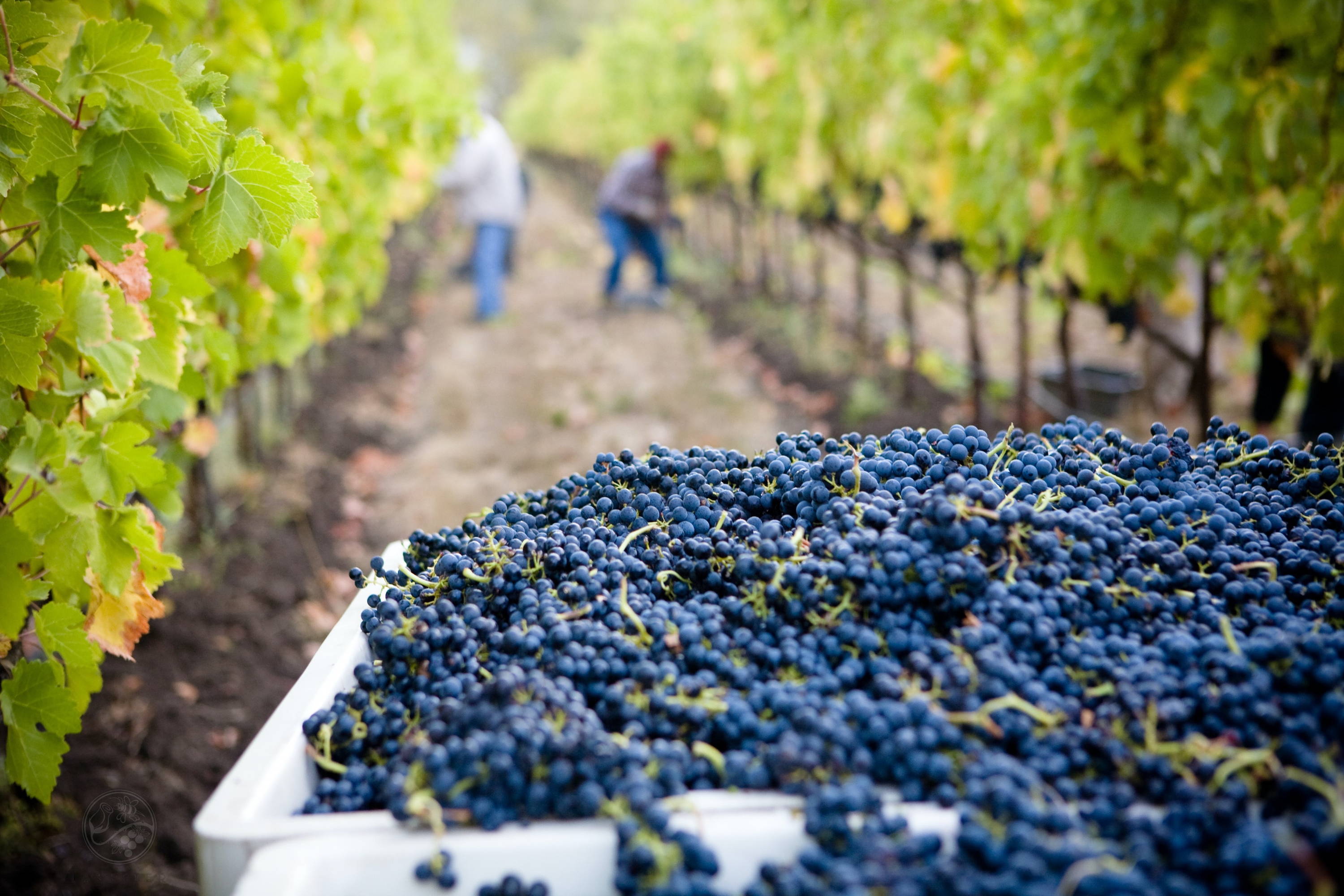 Nebbiolo grapes being harvested at its origins in Piedmont Italy.
