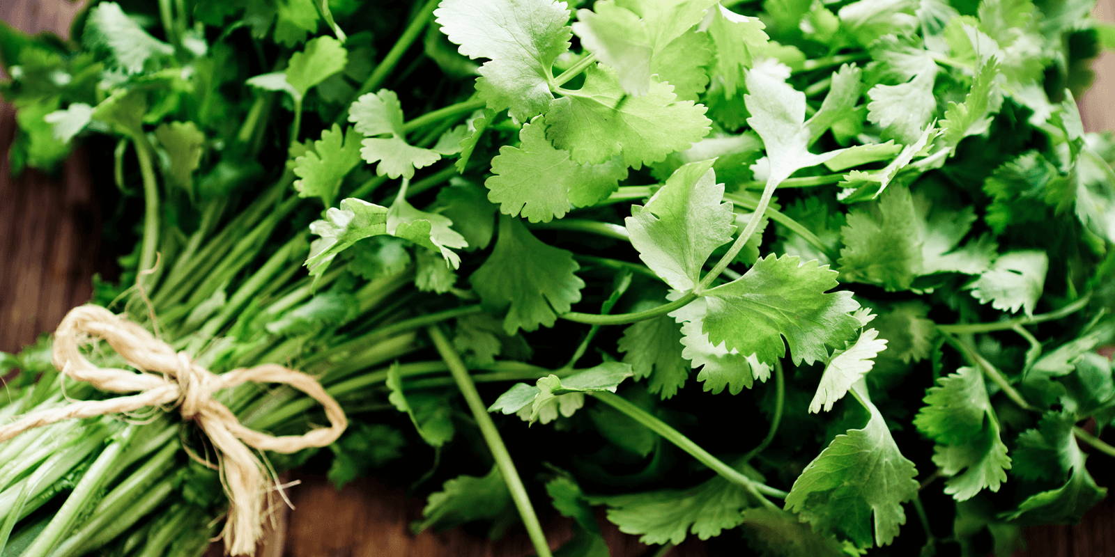 A bundle of cilantro tied with twine and placed on a wooden table.