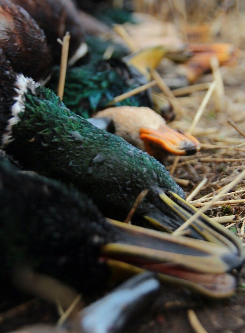 OrCal Outfitters Klamath Basin waterfowl hunt 11