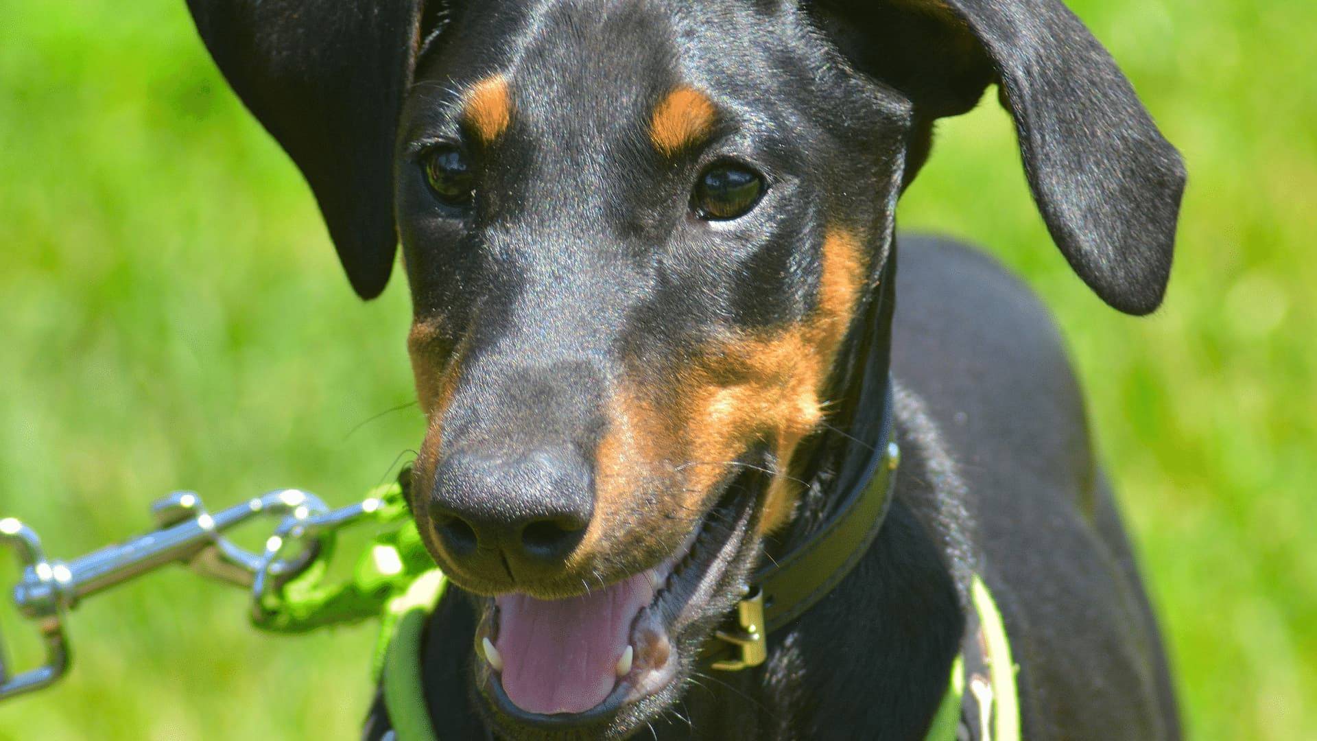 Hund lässt sich Bauch kraulen