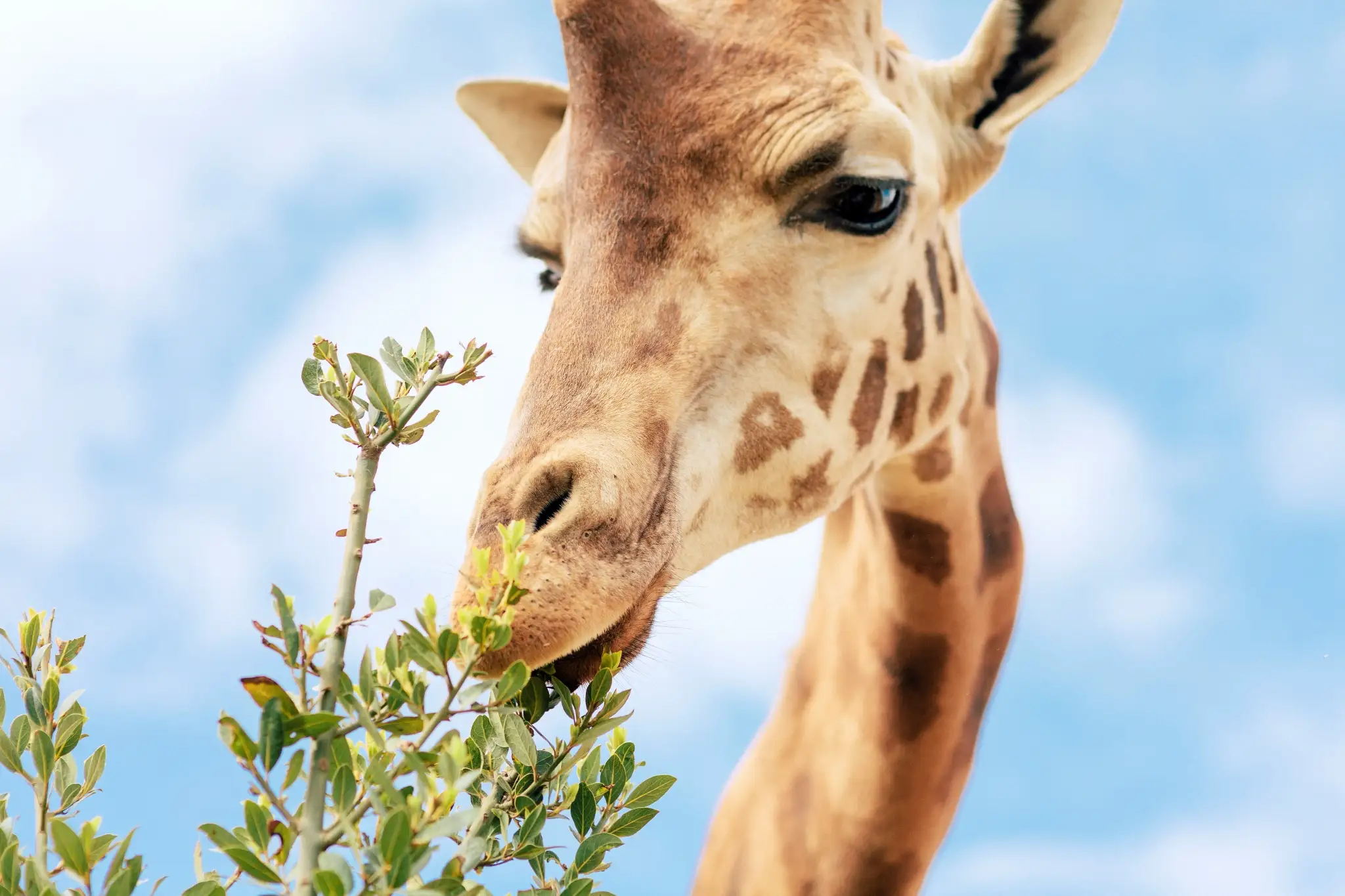 Wild Encounters: Attica Zoological Park