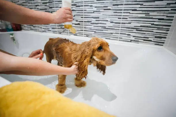 cocker spaniel chihuahua mix for sale