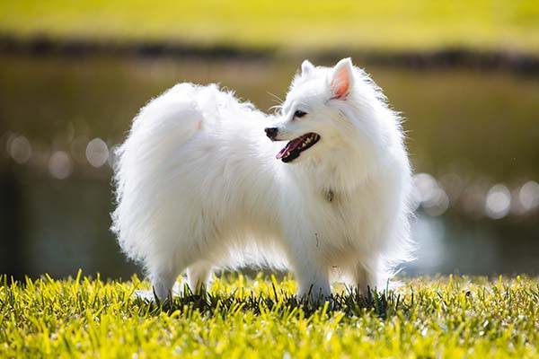 toy american eskimo chihuahua mix