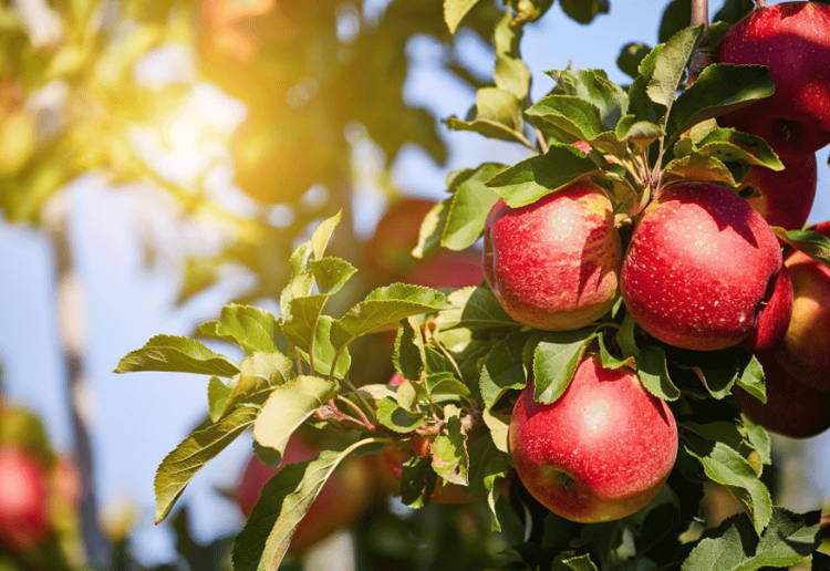 りんご種類 時期