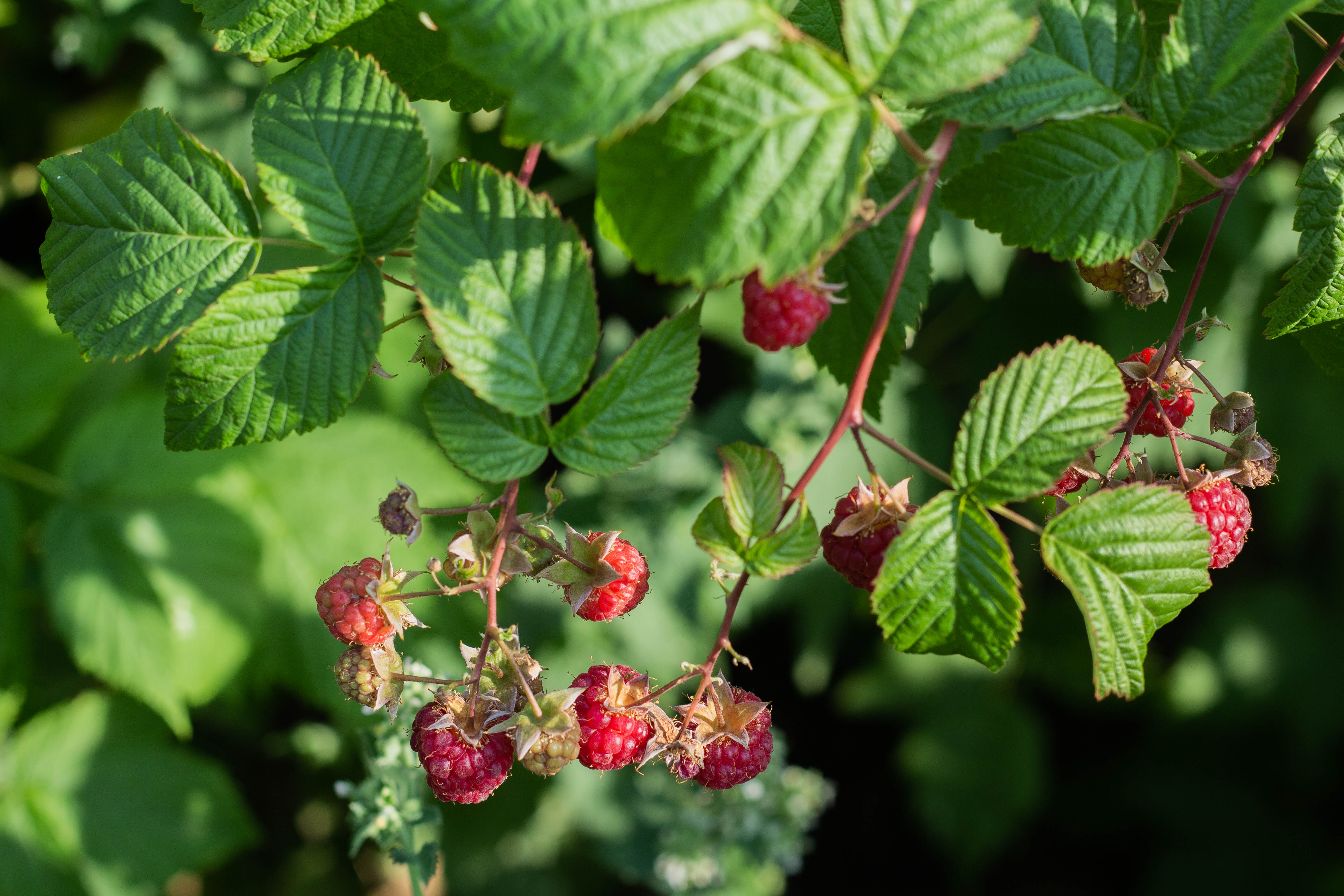 A raspberry bush with raspberries