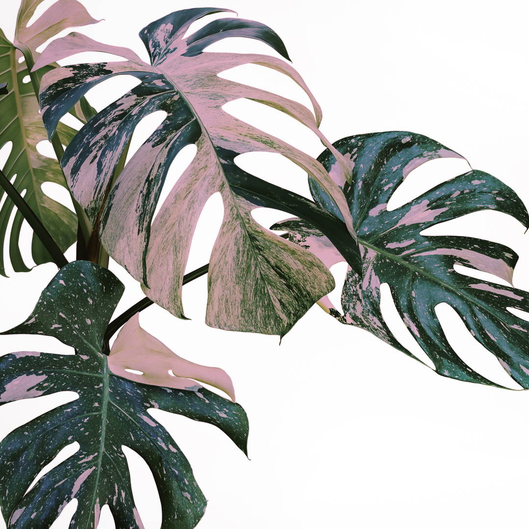 Research– Best Buds Plants
