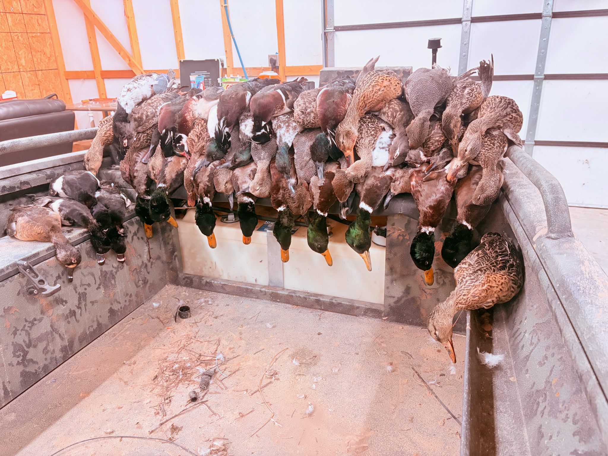 Duck camp moment