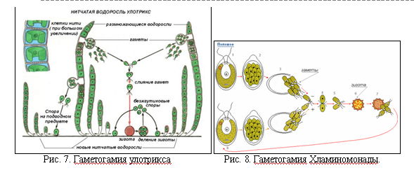 Преобладающее поколение у водорослей. Жизненный цикл улотрикса схема. Улотрикс цикл развития. Улотрикс жизненный цикл. Цикл развития улотрикса схема.