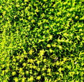 Close-up of sweet moss