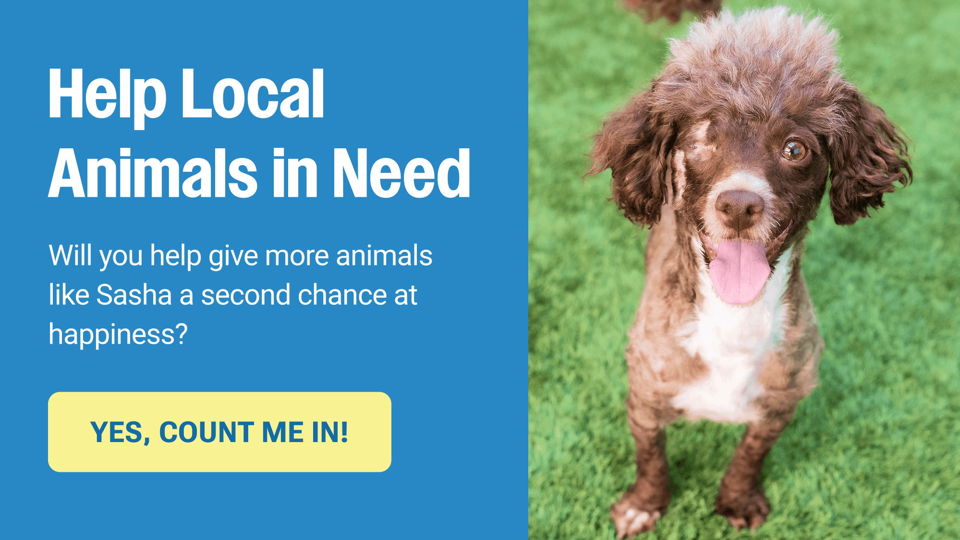 Home - Peninsula Humane Society & SPCA
