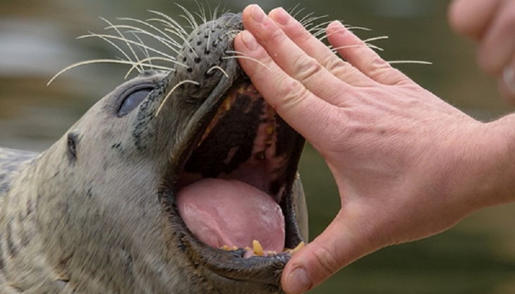naturzoo rheine seehund füttern