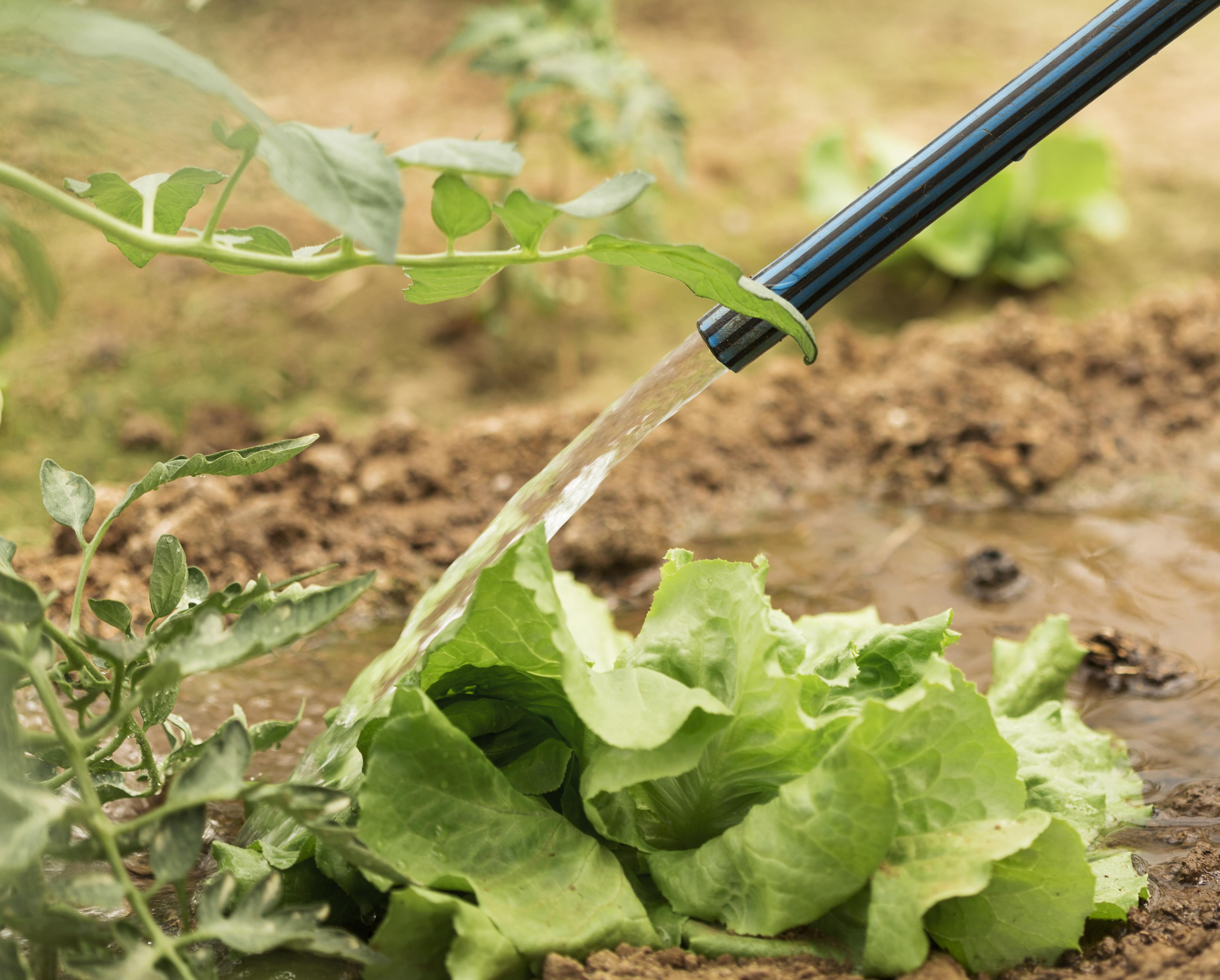 A hose watering the soil beside a lettuce plant