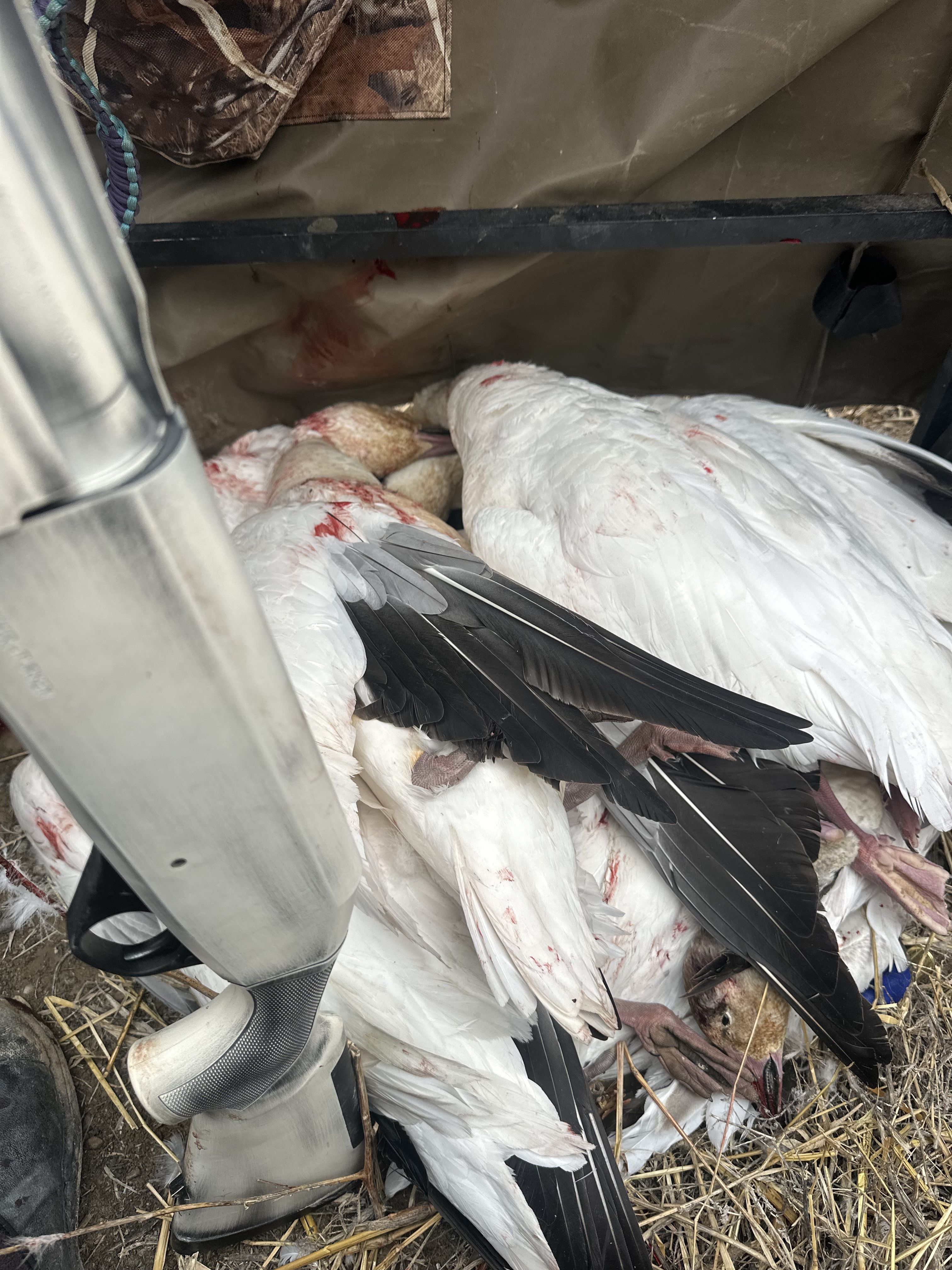 Snow geese on the truck rail