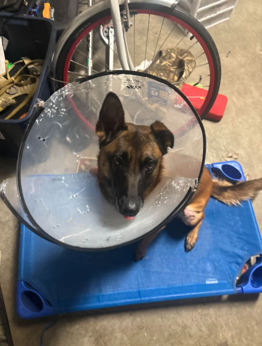Pet from David