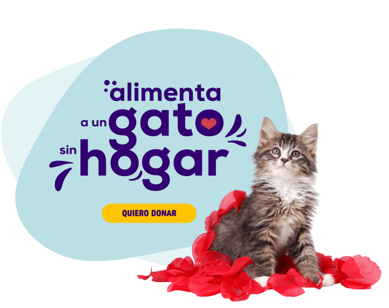 alimenta a un gato sin hogar