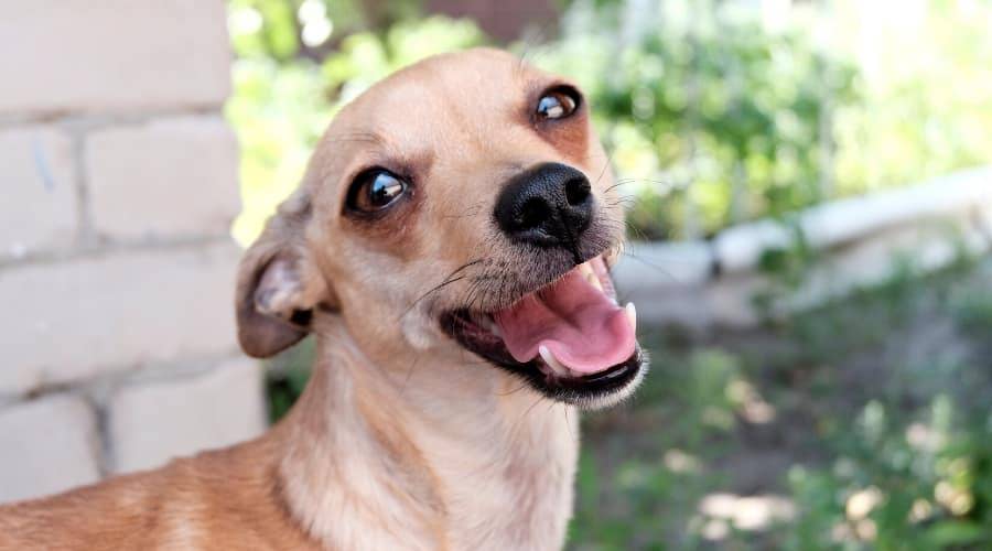labrador chihuahua mix