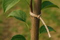 fruit tree tying string