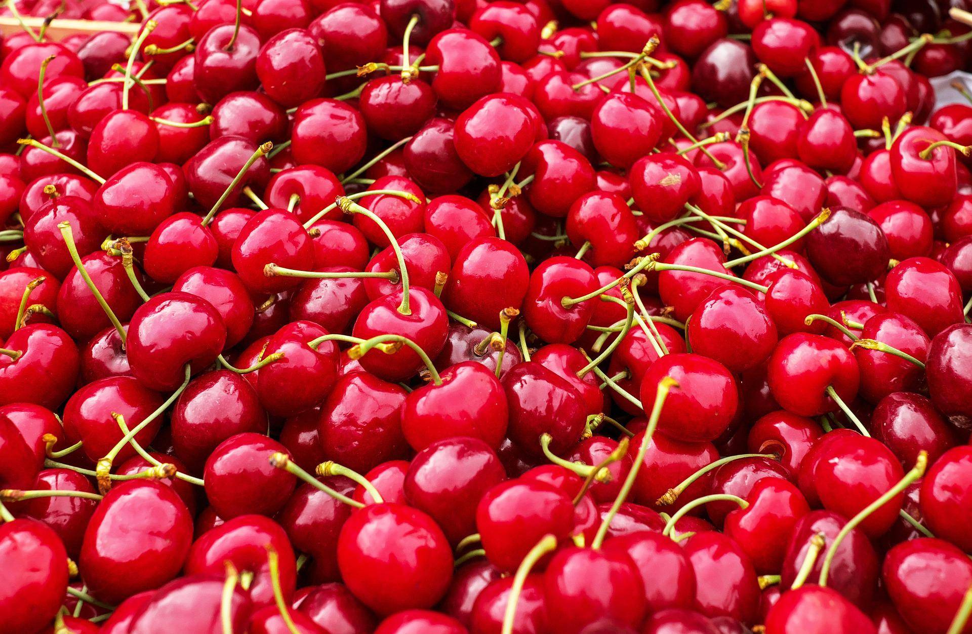 can dogs have cherries.jpg