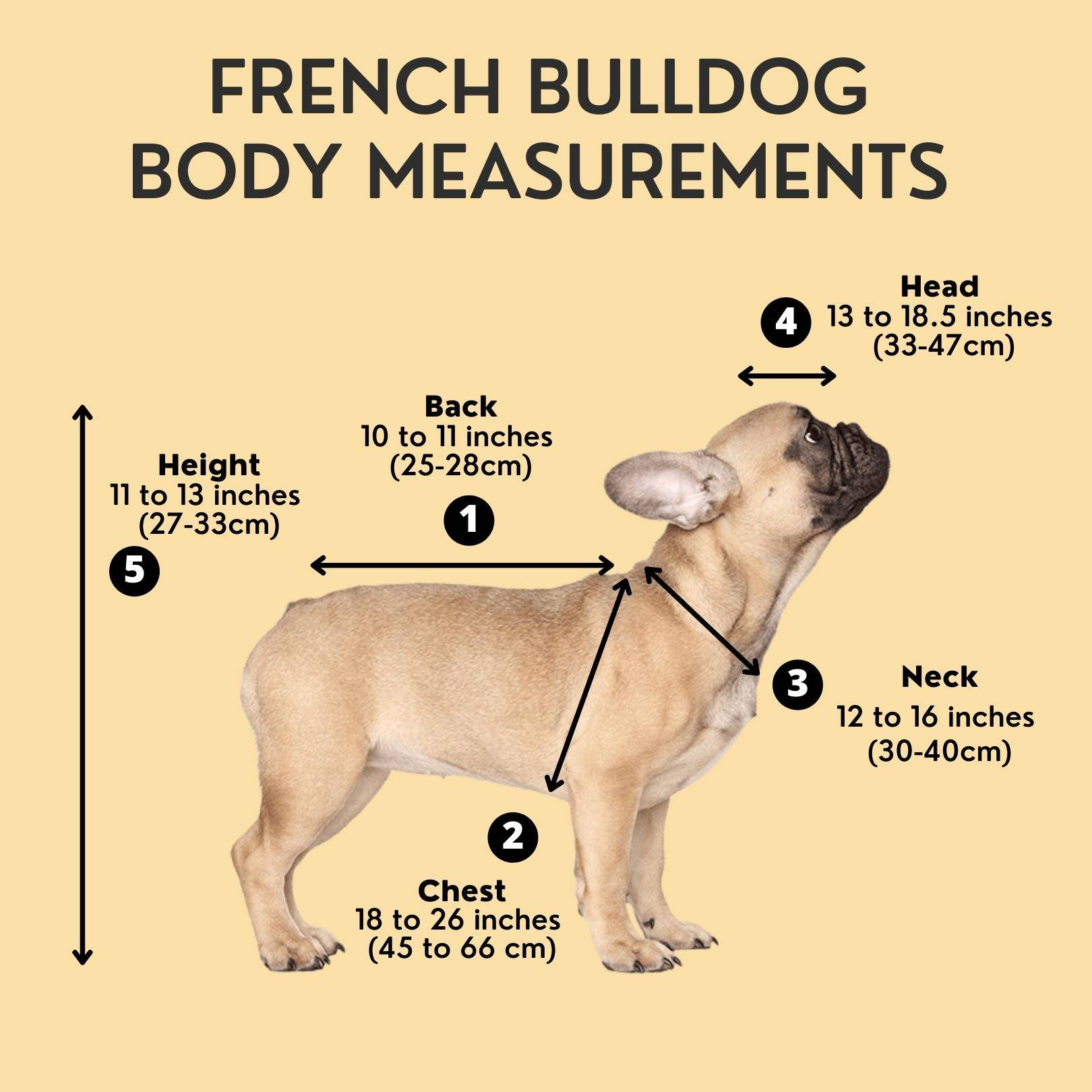 french bulldogs how big do they get
