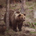 lone bear foraging in the forest