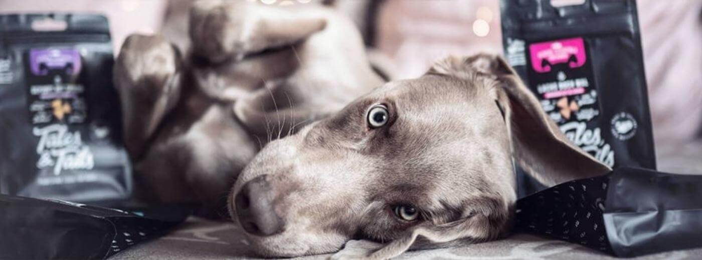 Trockenfutter für Hunde