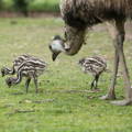 emu-chicks-with-adult-male-parent emu-chicks-with-adult-male-parent