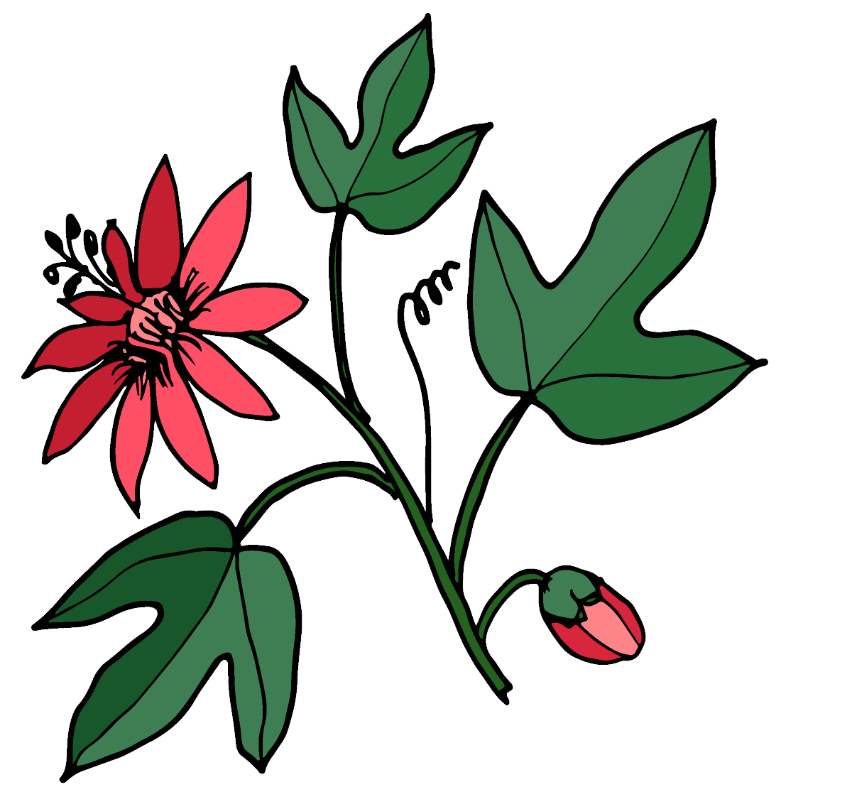Deep nights ingredient passion flower