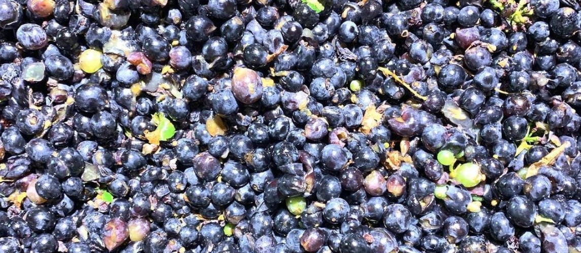 France, vin nature, rawwine, organic wine, vin bio, vin sans intrants, vin sans souffre, vin sans sulfites ajoutés, bistro brute, vin rouge, vin blanc, rouge, blanc, nature, vin propre, vigneron, vigneron indépendant, domaine bio, biodynamie, vigneron nature, cave vin naturel, cave vin, caviste, vin biodynamique, bistro brute, Quimper, Finistère , olivier pithon, d18, calce, roussillon, corbières, pithon