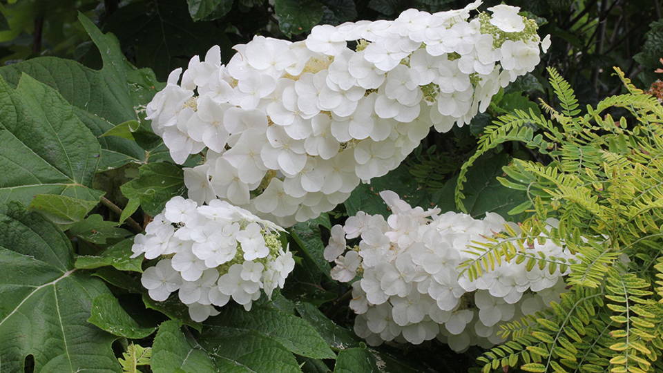 white oakleaf hydrangea