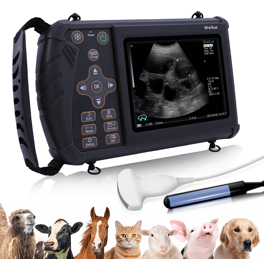 裁断済　犬の運動器超音波検査 エコーで診るためのFirst step! DVD付 91XhbAFInpL.jpg