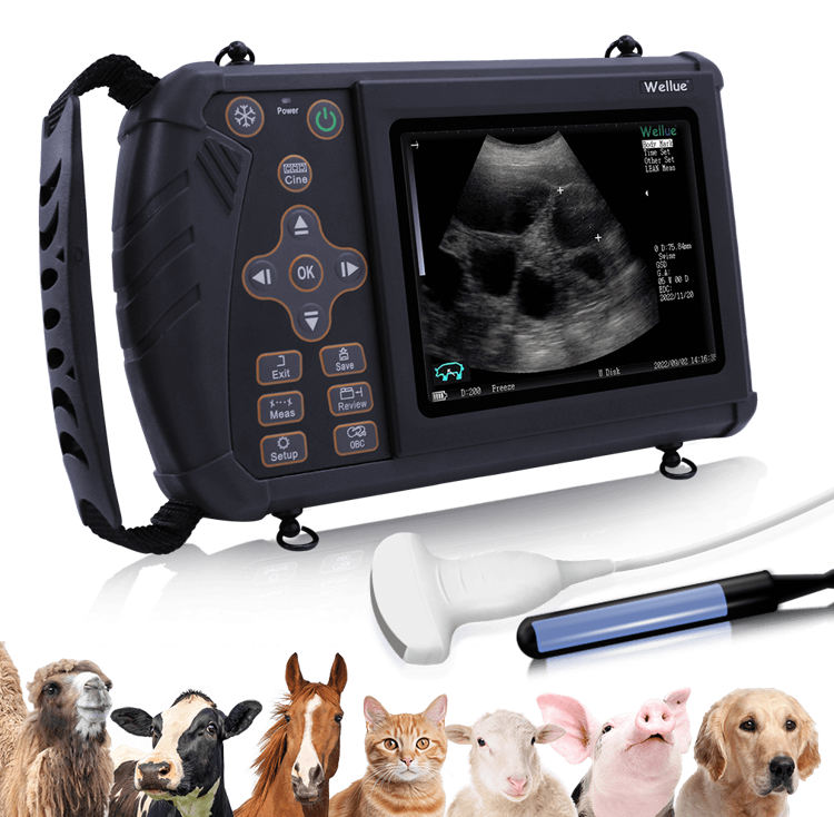 Portable Veterinary Ultrasound