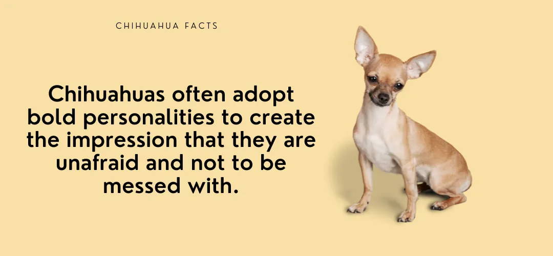 why are chihuahuas agressive