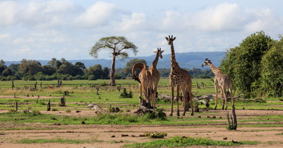 south-luangwa-national-park