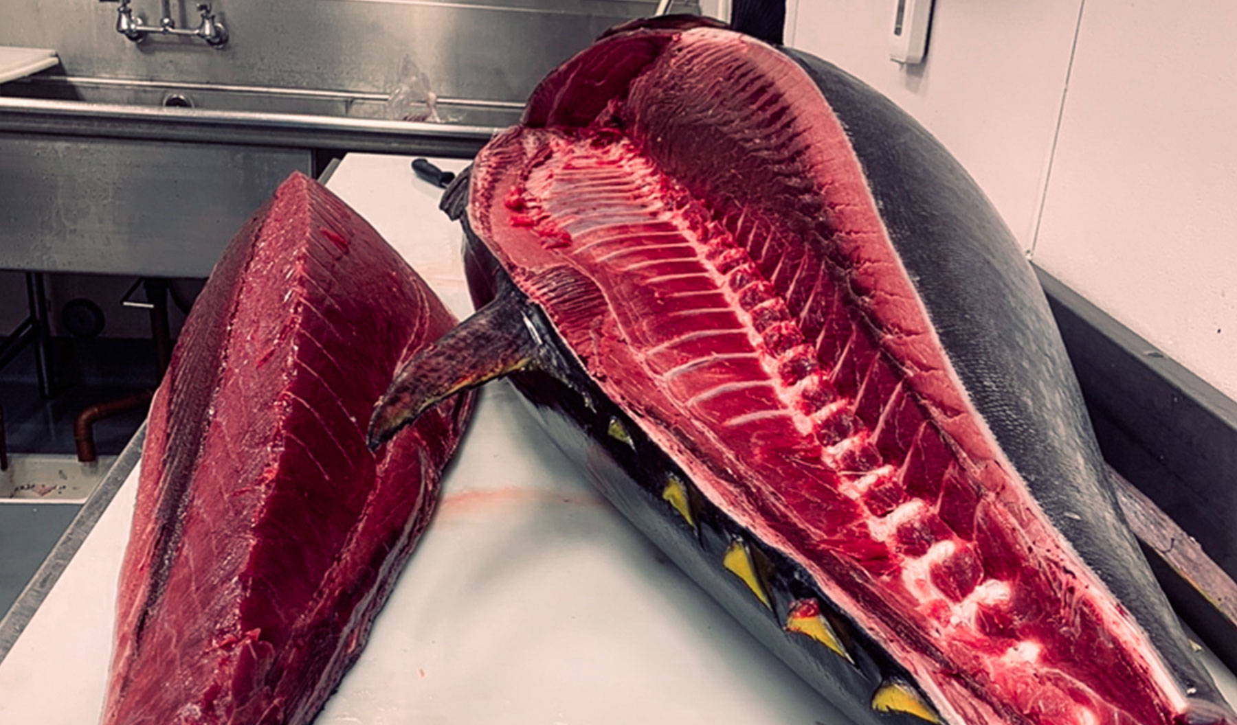 A red tuna fish cut open freshly caught by the bear flag fish co crew. 
