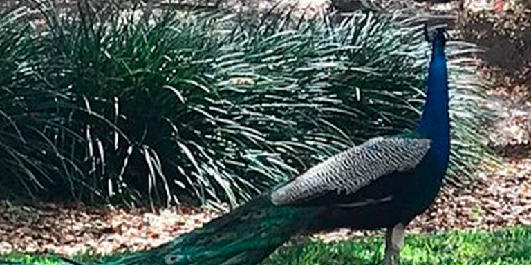 Peacocks, Presidents and Puzzles - The Winter Park Walking Tour + Boat Tour promotional image