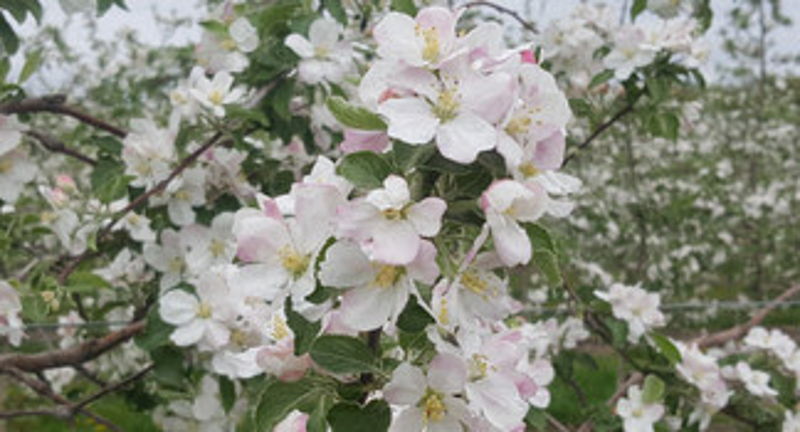 Spring Apple Blossom Festival @ Hurds Family Farm
