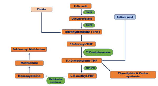 Figure 1. Conversion of folic acid, folate and folinic acid to L-5-methylfolate and its metabolic pathway12