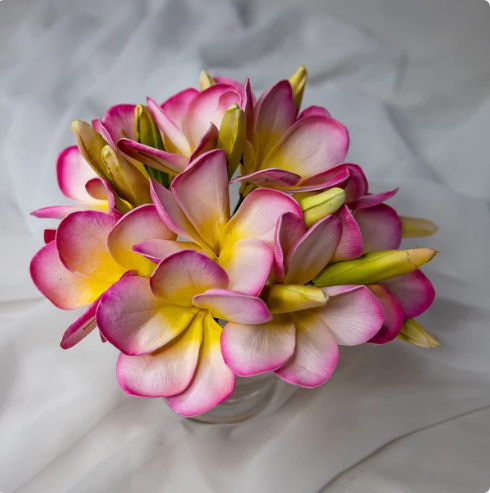 Light Pink with Buds Frangipani Flowerhead (6 Pack) - Realistic Artificial Flowers - Image 7
