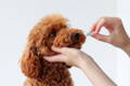 Golden Doodle dog being given a probiotic pill 