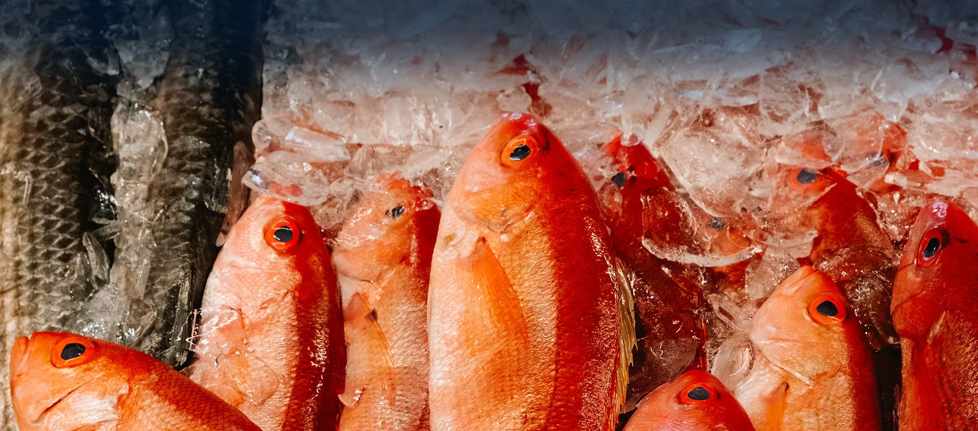 Main Content Image