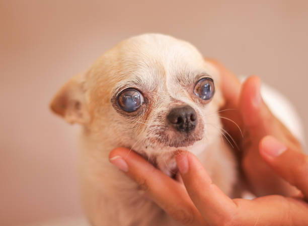 chihuahuas suffer from kidney stones