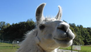 kindergeburtstage mit lamas in gelsenkirchen essen nrw prachtlamas beate pracht