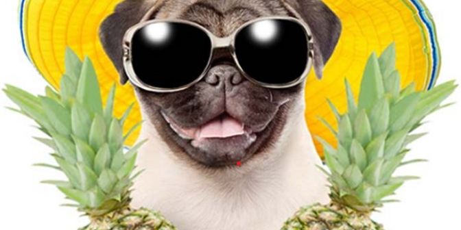 Pineapples and Puppies promotional image