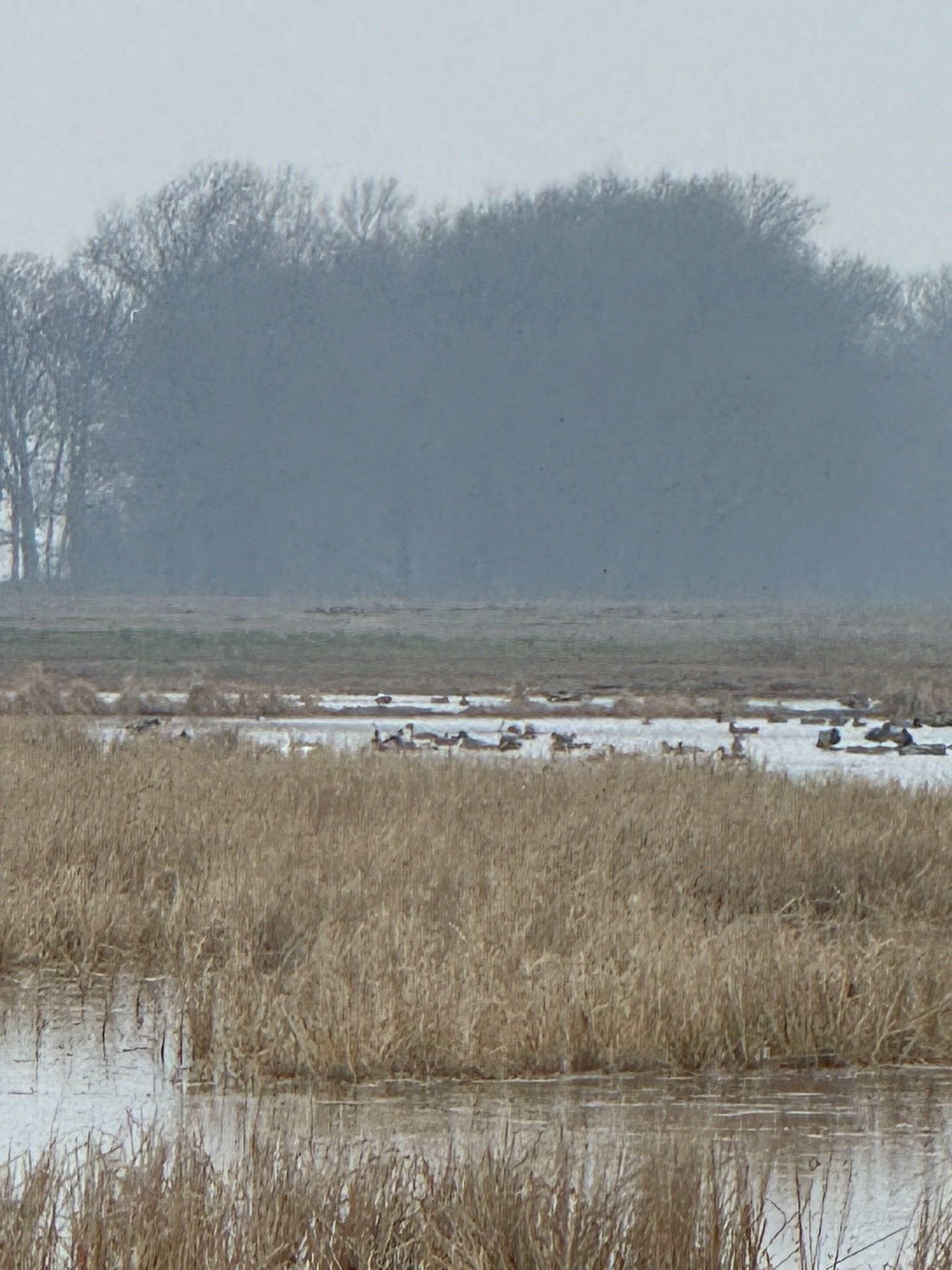 Waterfowl hunting with First Due Duck Club