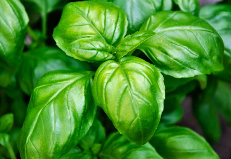 バジル栄養