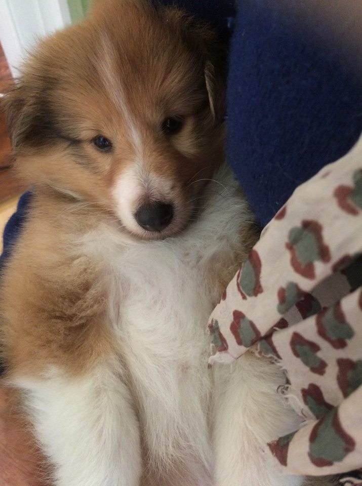 Bébé du Cèdre enchanté