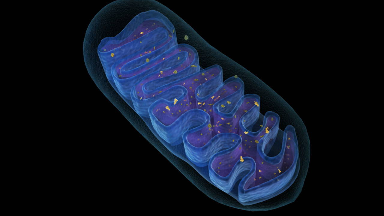 Mitochondria are the batteries that fuel cells