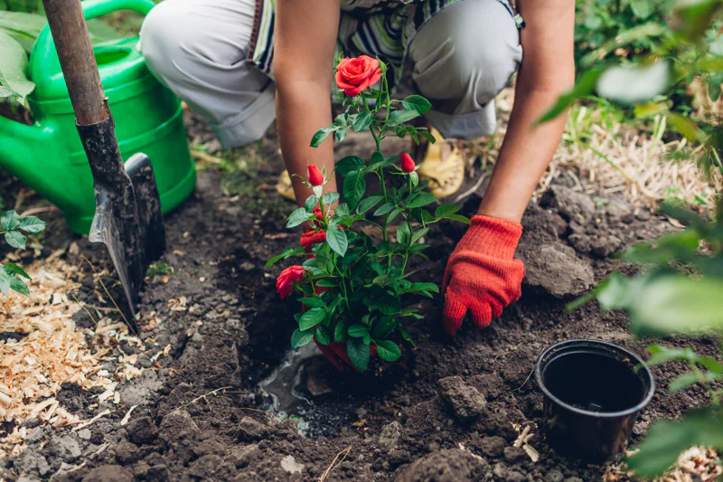 Gardener in red gloves planting a small rose bush with red blooms into freshly dug soil, with a shovel and a green watering can nearby.
