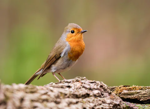 a bird in the garden