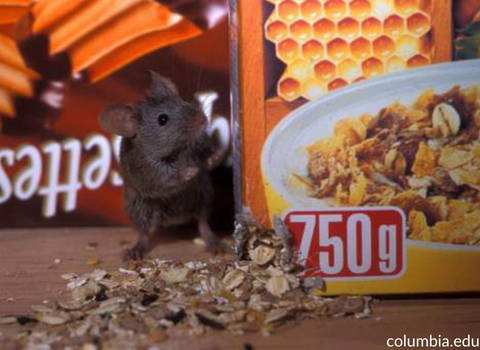 house_mice_finding_food_source